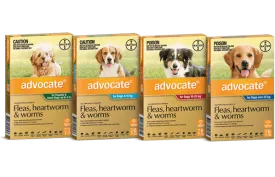 Advocate for Dogs