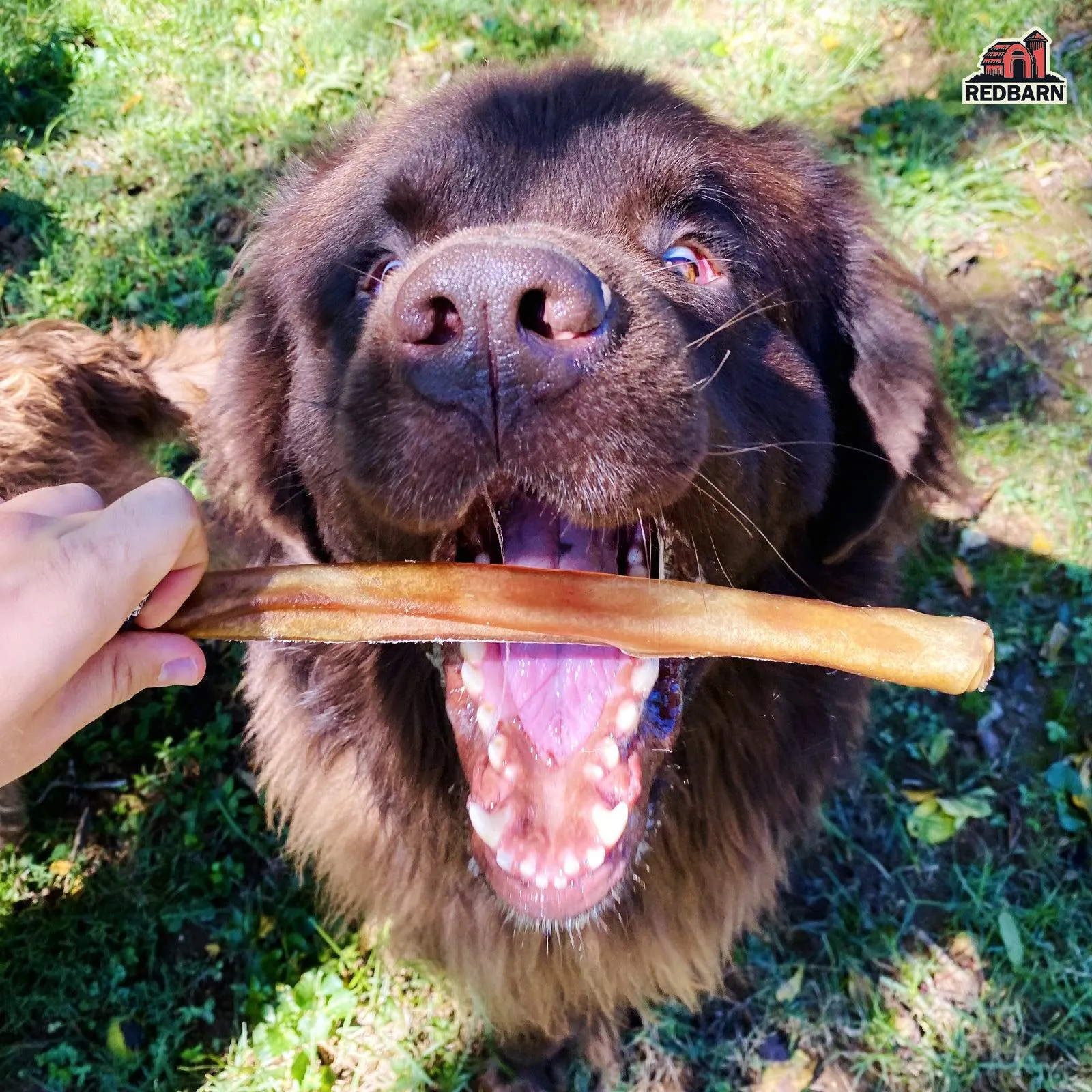Beef Collagen Stick Dog Chews - Small - Single