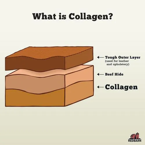 Collagen Braid Dog Chews - 12in