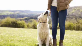 Dog Socialization & Obedience