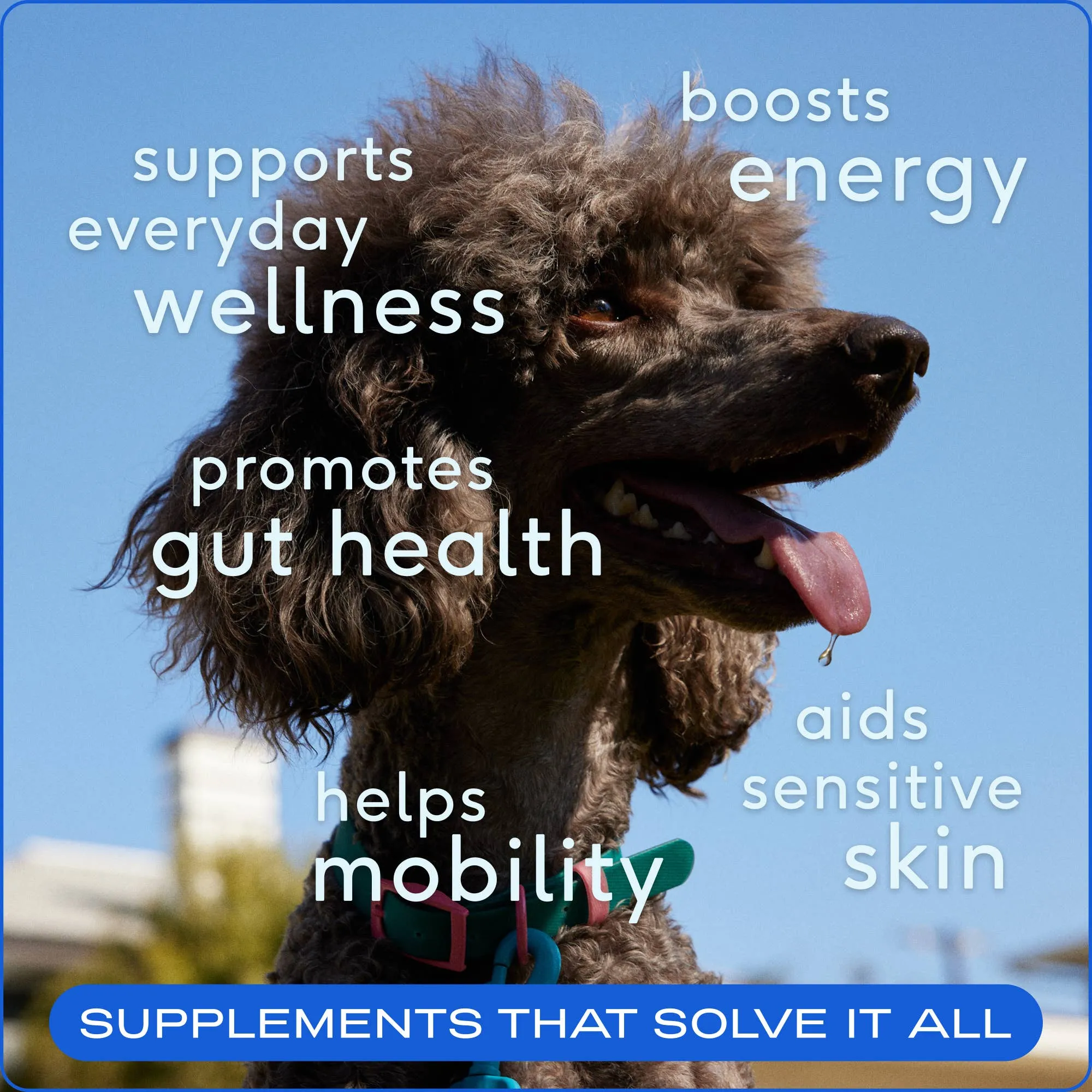 Native Pet The Daily Powder 11-in-1 Multivitamin Supplement for Dogs