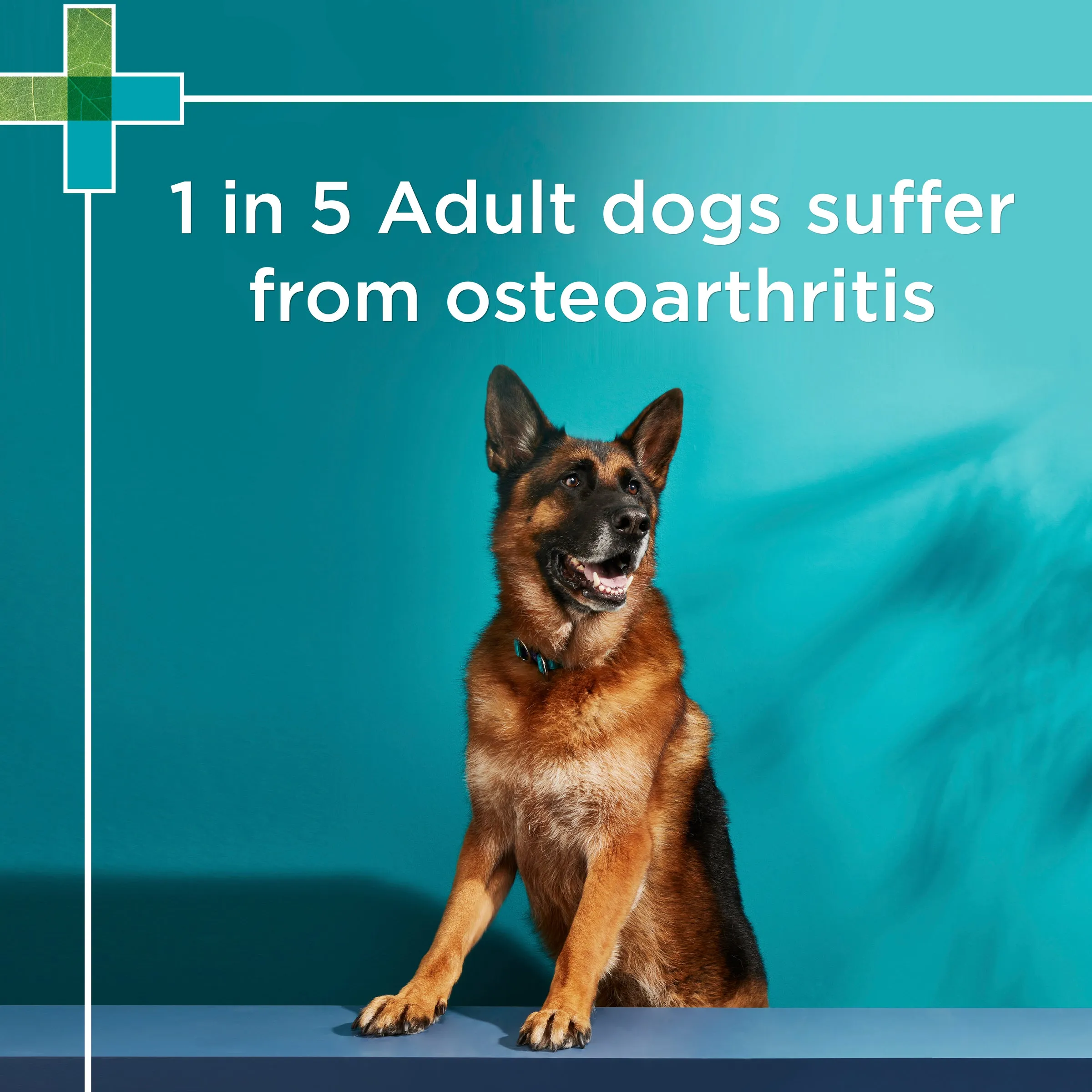 PAW by Blackmores Osteocare Joint Protect Chews for Dogs 500g^^^