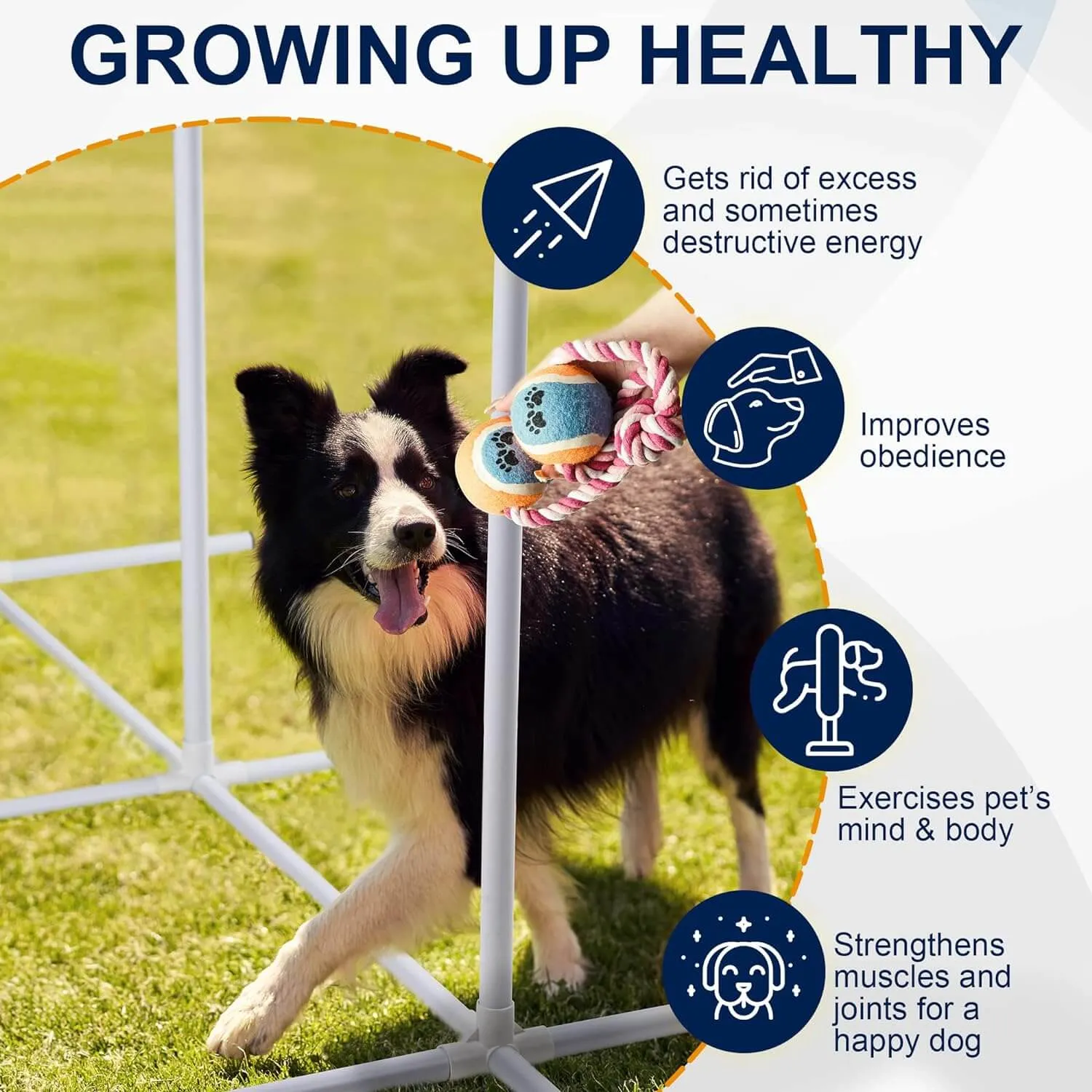 Premium Dog Agility Training Equipment